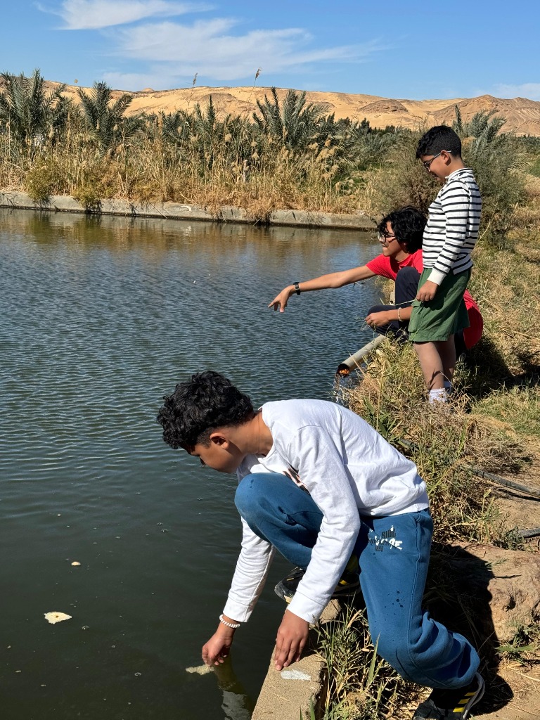 Bahariya Oasis — Desert & Springs Adventure